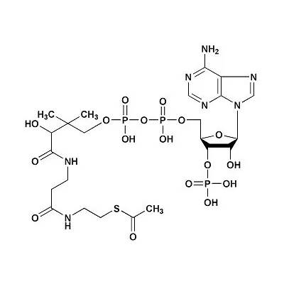 乙酰辅酶A