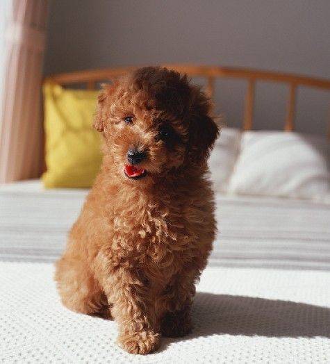 犬出血性胃肠炎