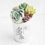 多浆植物吧
