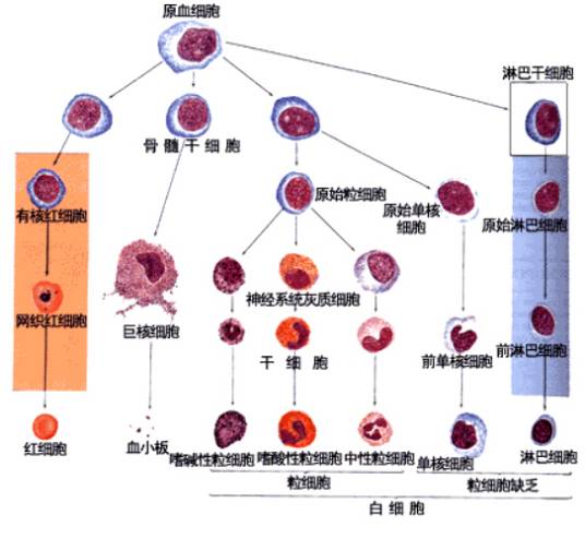 红细胞生成作用