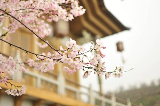 杭州樱花园