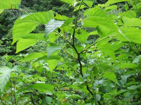 鸡桑（桑科桑属植物）