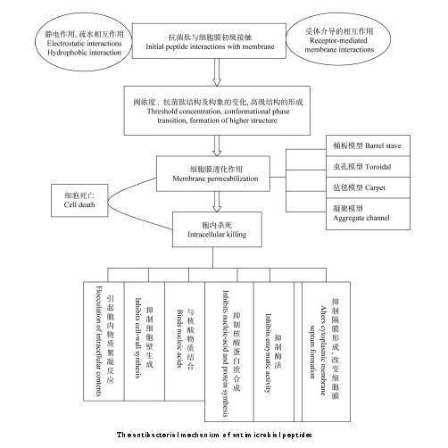 酪蛋白多肽