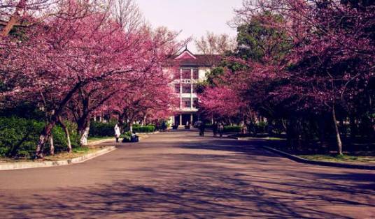 樱花大道（南京林业大学樱花大道）
