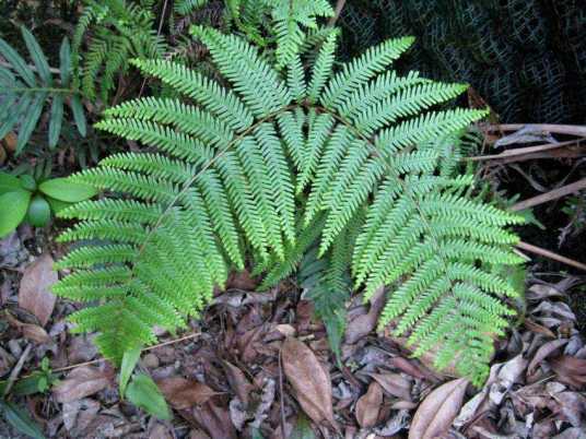 里白（里白科里白属植物）