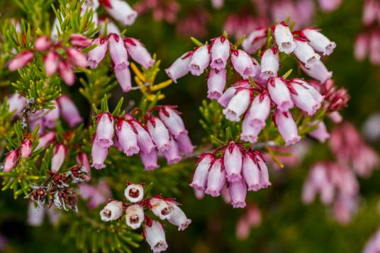 马德拉岛欧石南