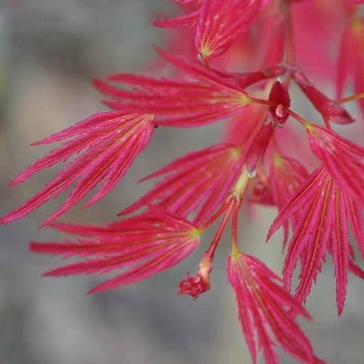 日本红枫威尔逊矮人