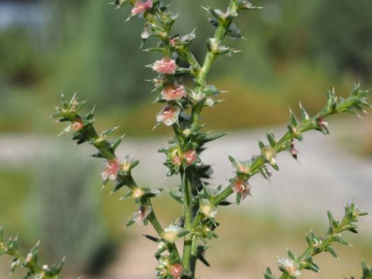 刺沙蓬（苋科猪毛菜属植物）