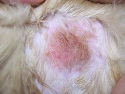 犬螨虫病症状