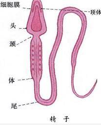 精子精液异常症