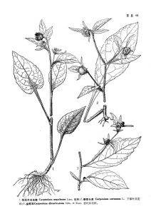 尼泊尔天名精（原变种）