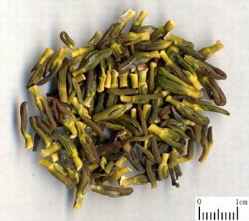 莲子心（中药）