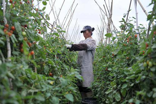 万平村（广西壮族自治区北流市民乐镇下辖村）