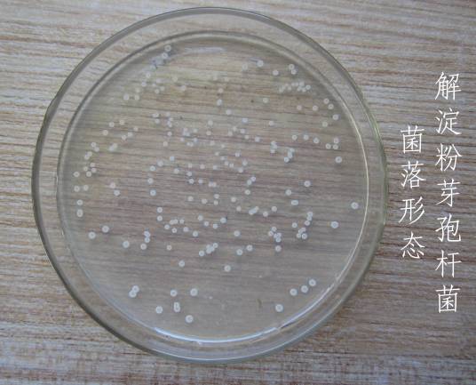 解淀粉芽孢杆菌