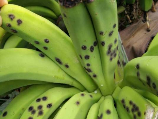 香蕉炭疽病