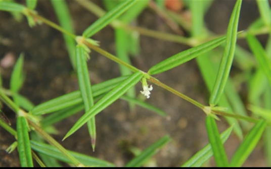 纤花耳草（中药名）