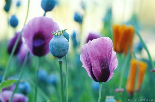 罂粟花（罂粟科植物）