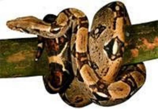 大蟒蛇-缠人的蛇