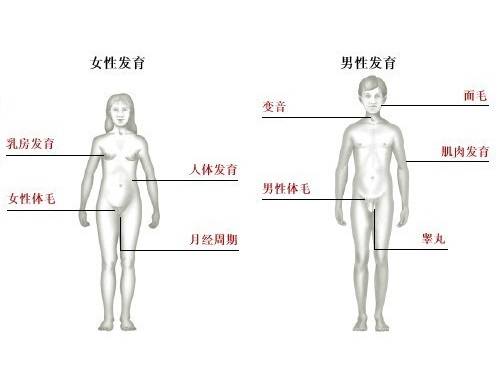 性成熟