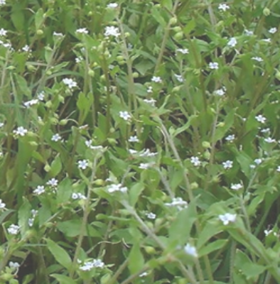 鬼点灯（植物）