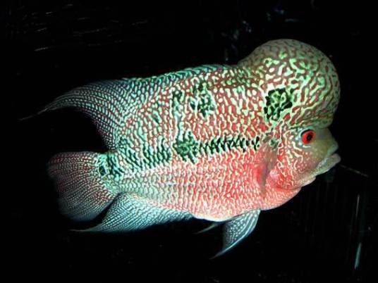 马骝（罗汉鱼的一种）