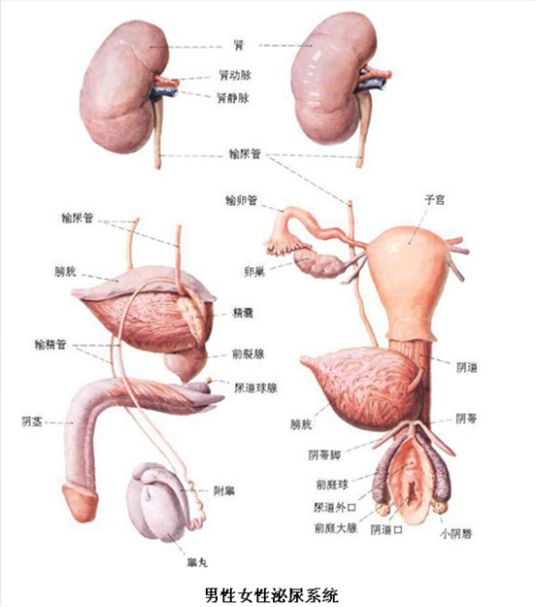 泌尿系统