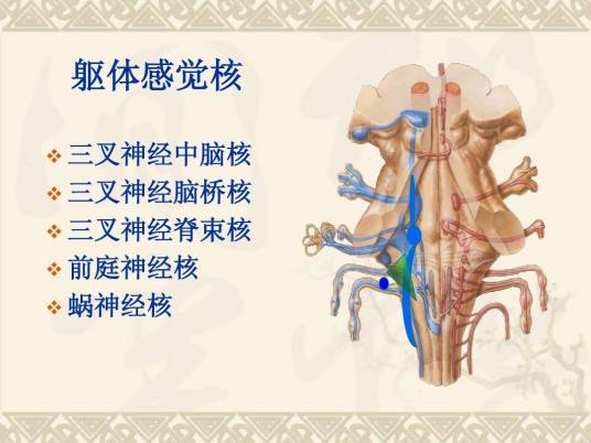 三叉神经脊束核