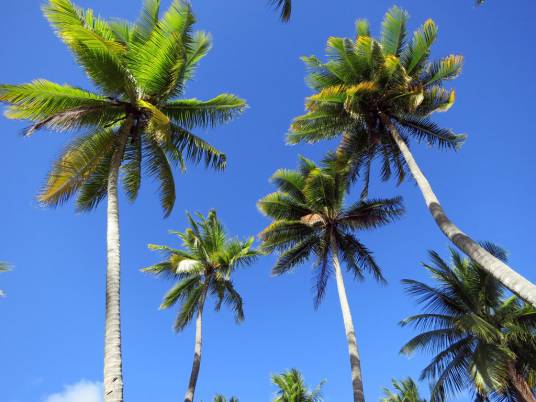 椰子（棕榈科椰子属的一种植物）