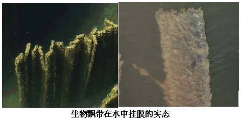生物飘带