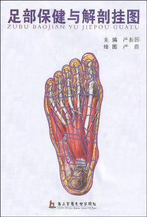 足部保健与解剖挂图