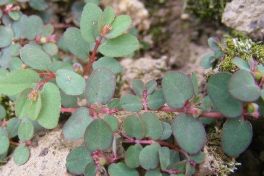 地锦草(大戟科大戟属植物)