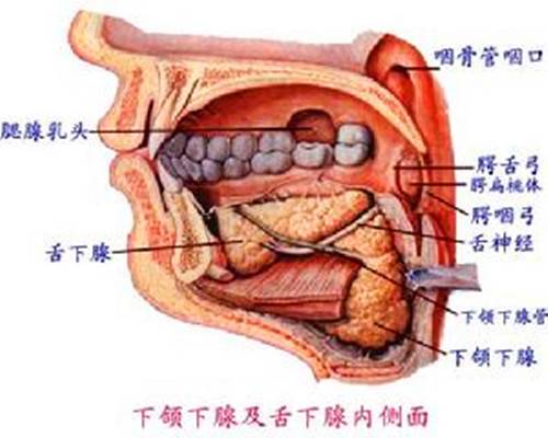 下颌下腺