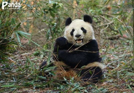 成兰（大熊猫）