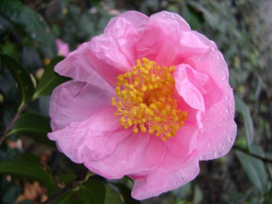 歌女（山茶科山茶属植物）