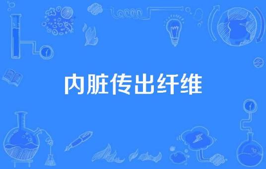 内脏传出纤维
