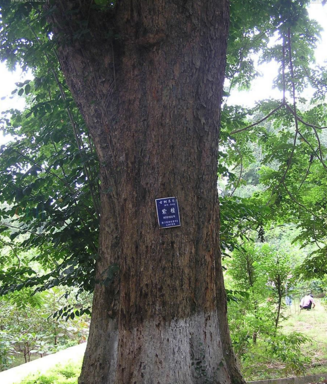 蔷薇木