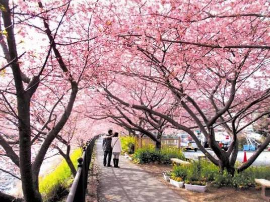 高东镇樱花园