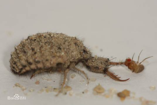 土牛（汉语词汇）