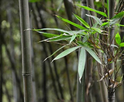 苦竹（禾本科苦竹属植物）