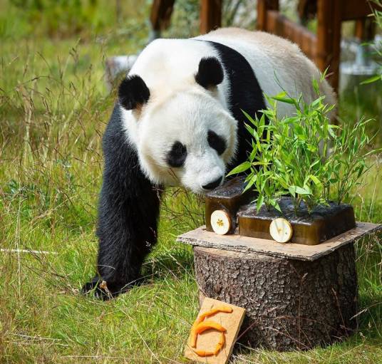 大熊猫华豹