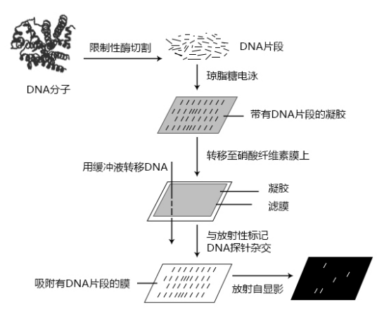Southern技术