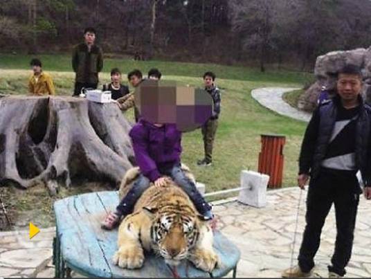 东北虎被虐事件