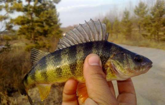 新喀里多尼亚南乳鱼