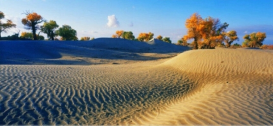 飘沙（飘沙创作的网络小说）