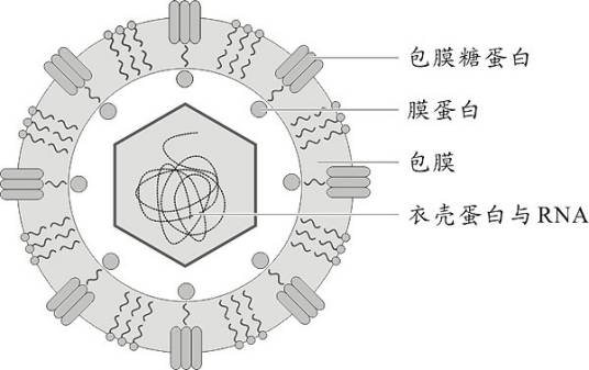 登革病毒