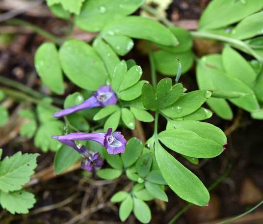 全叶延胡索（罂粟科紫堇属植物）