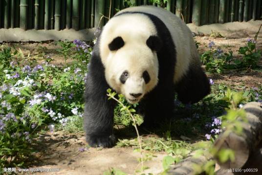大熊猫萌大萌二
