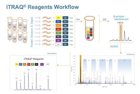 同位素标记相对和绝对定量