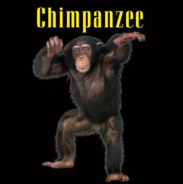 Chimpanzees
