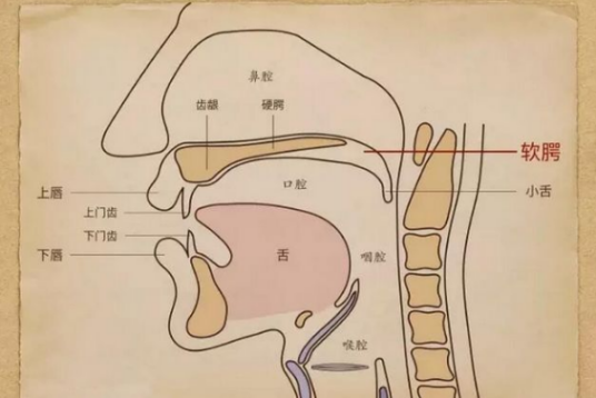 共鸣腔